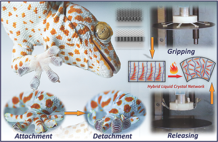 Biomimetic Adhesion and Bio-inspired Materials