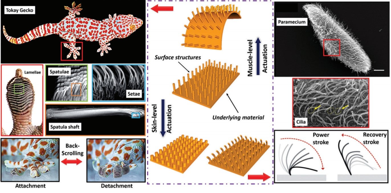 Smart biomimetic micro/nanostructures based on liquid crystal elastomers and networks
