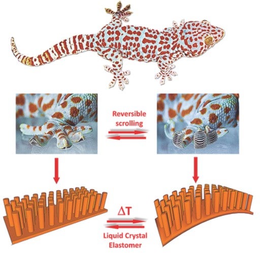 Smart Muscle‐Driven Self‐Cleaning of Biomimetic Microstructures from Liquid Crystal Elastomers