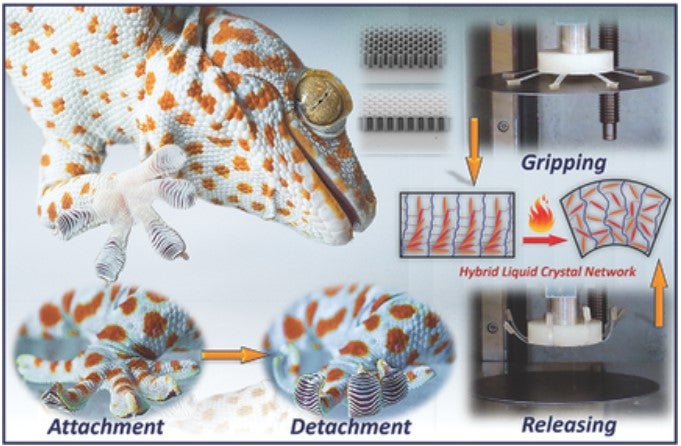 Thermally Active Liquid Crystal Network Gripper Mimicking the Self‐Peeling of Gecko Toe Pads