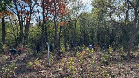 Volunteers planting trees
