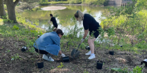 Three employees planting trees along Laurel Creek
