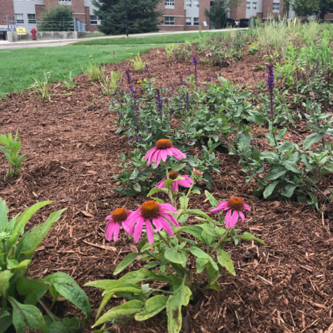 Pollinator garden outside V1/MKV