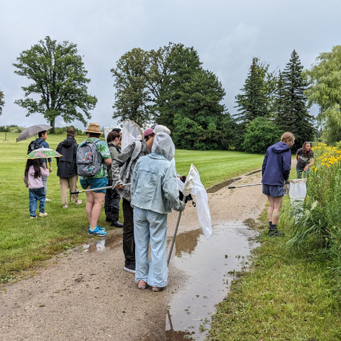 Students catching butterflies and bugs at BioBlitz