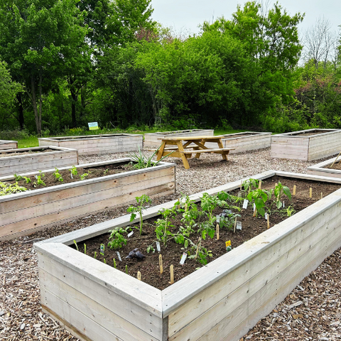 Garden plots at V1 community garden
