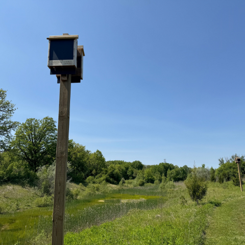 Bat box in Columbia Lake
