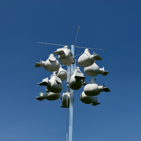 Purple marten housing in Columbia Lake