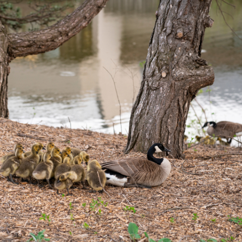 Photo of Laurel Creek with goose and goslings