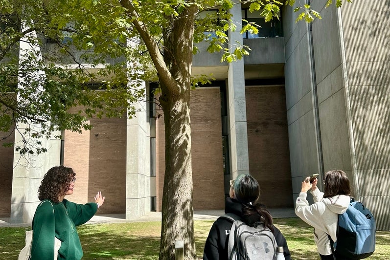 Three students looking at a tree