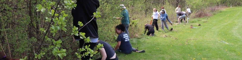 Attendees pulling buckthorn