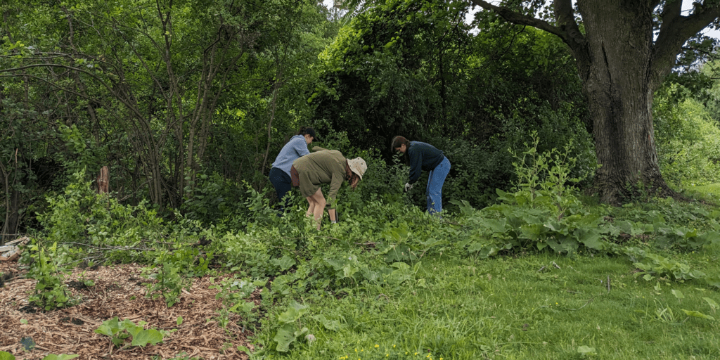 Group of students removing buckthorn
