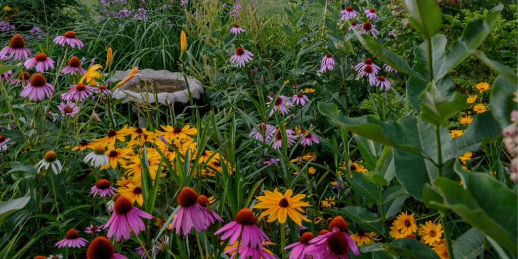 Native pollinator garden with coneflower, black eyed susan, grasses