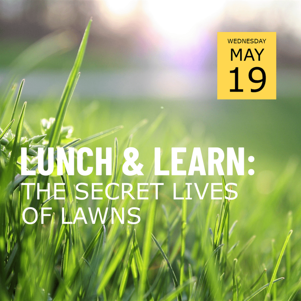 Background of grass lawn, text in foreground reading Lunch & Learn: The Secret Lives of Lawns, Wednesday May 19