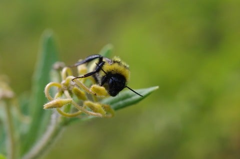 Bee on plant stem