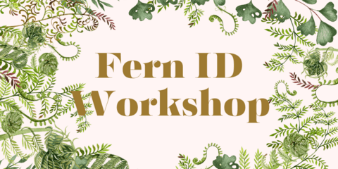 Botanical graphics surround text reading "Fern ID Workshop"