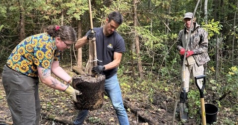 Three people planting a tree