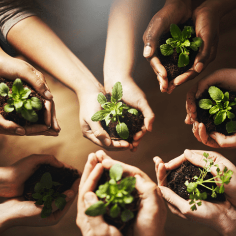 5 hands in a circle with soil and seedlings