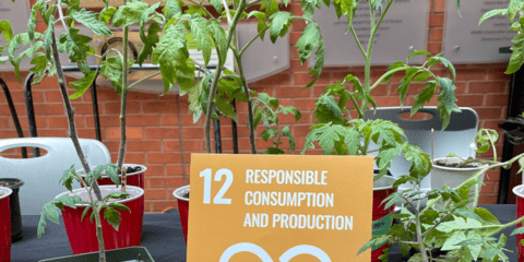 Assortment of seedings (tomato, pepper) with SDG 12 tent card in foreground