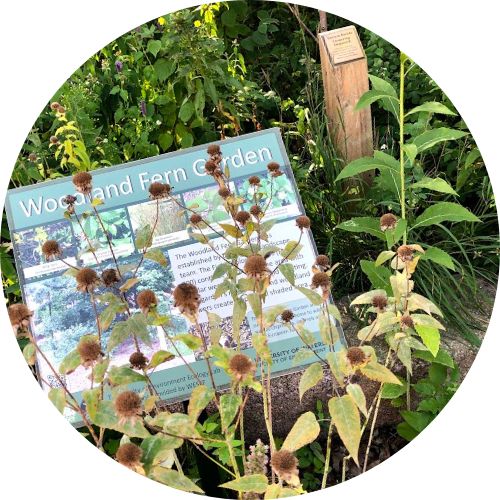 Woodland Fern Garden signage in Arts/Environment gardens
