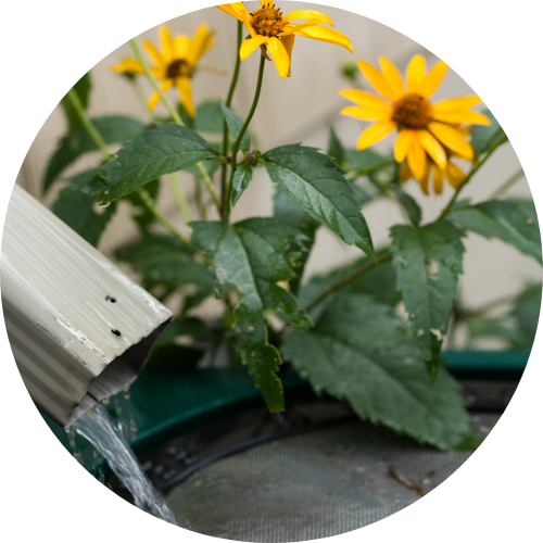 Downspout pouring water into green rain barrel with yellow coneflower in background