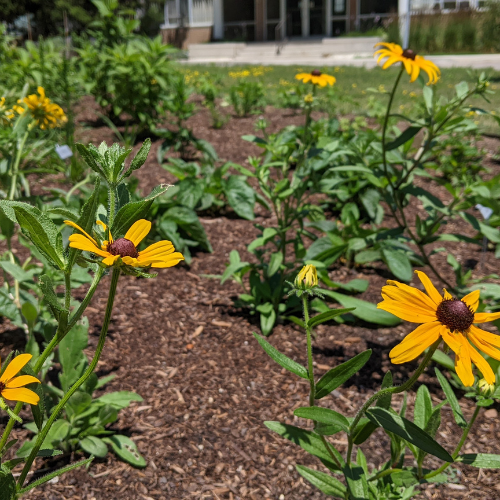 Black-eyed Susan flowers