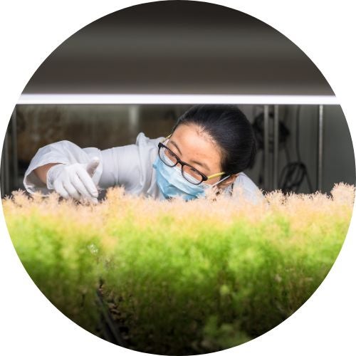 Researcher examining plant growing in growth chamber