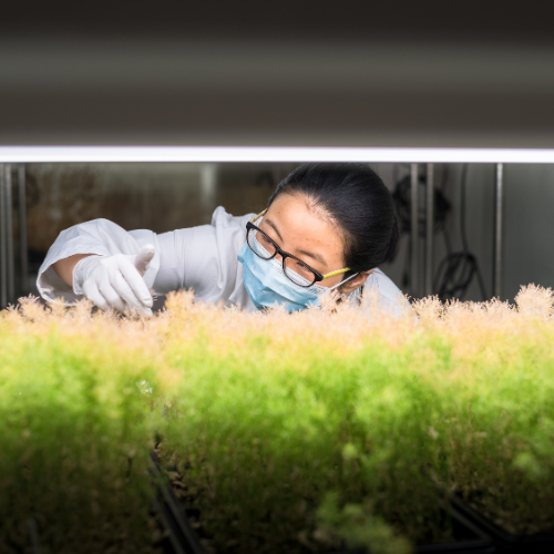 Scientist using a growth chamber