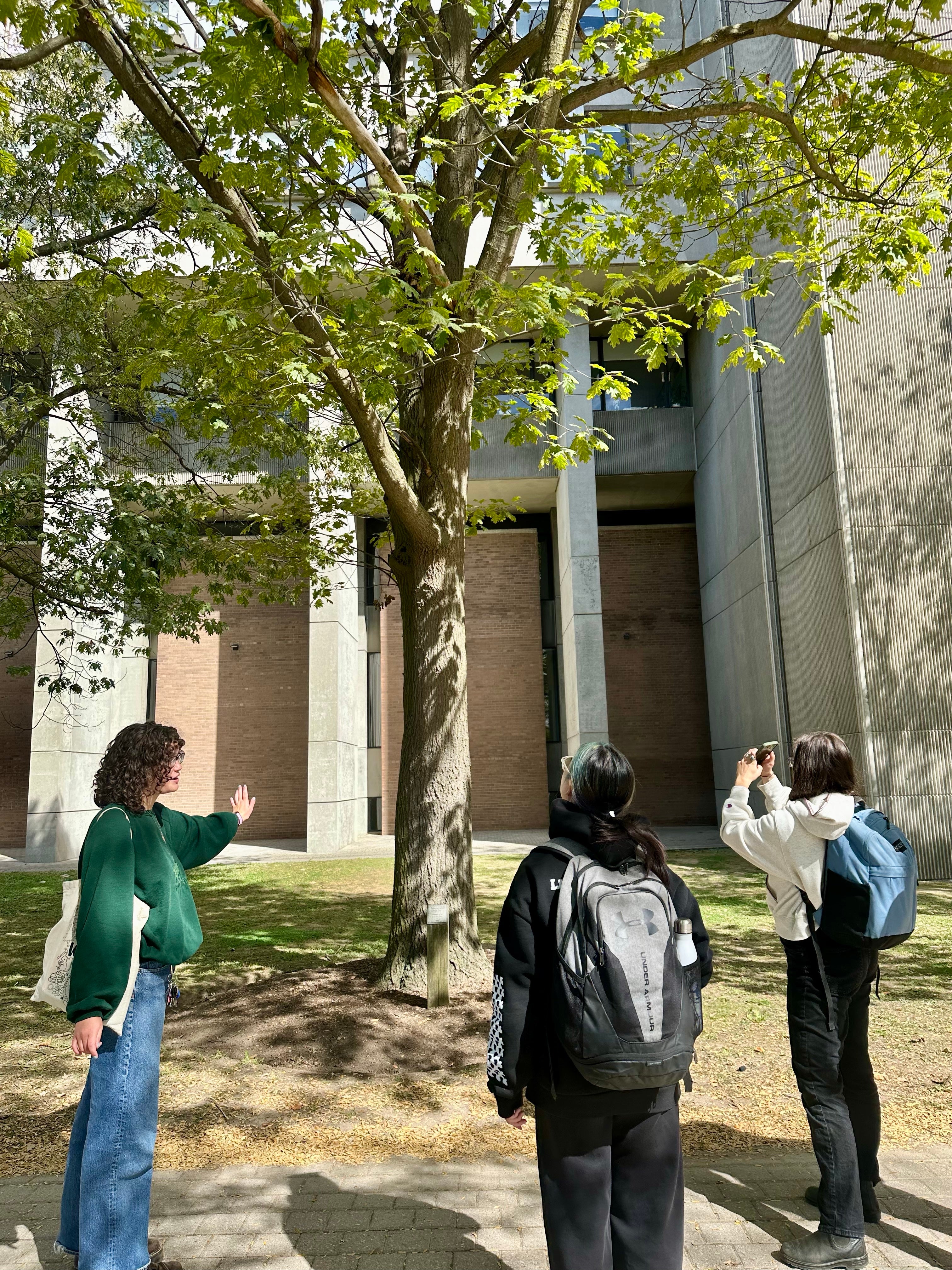 Three students looking at a tree