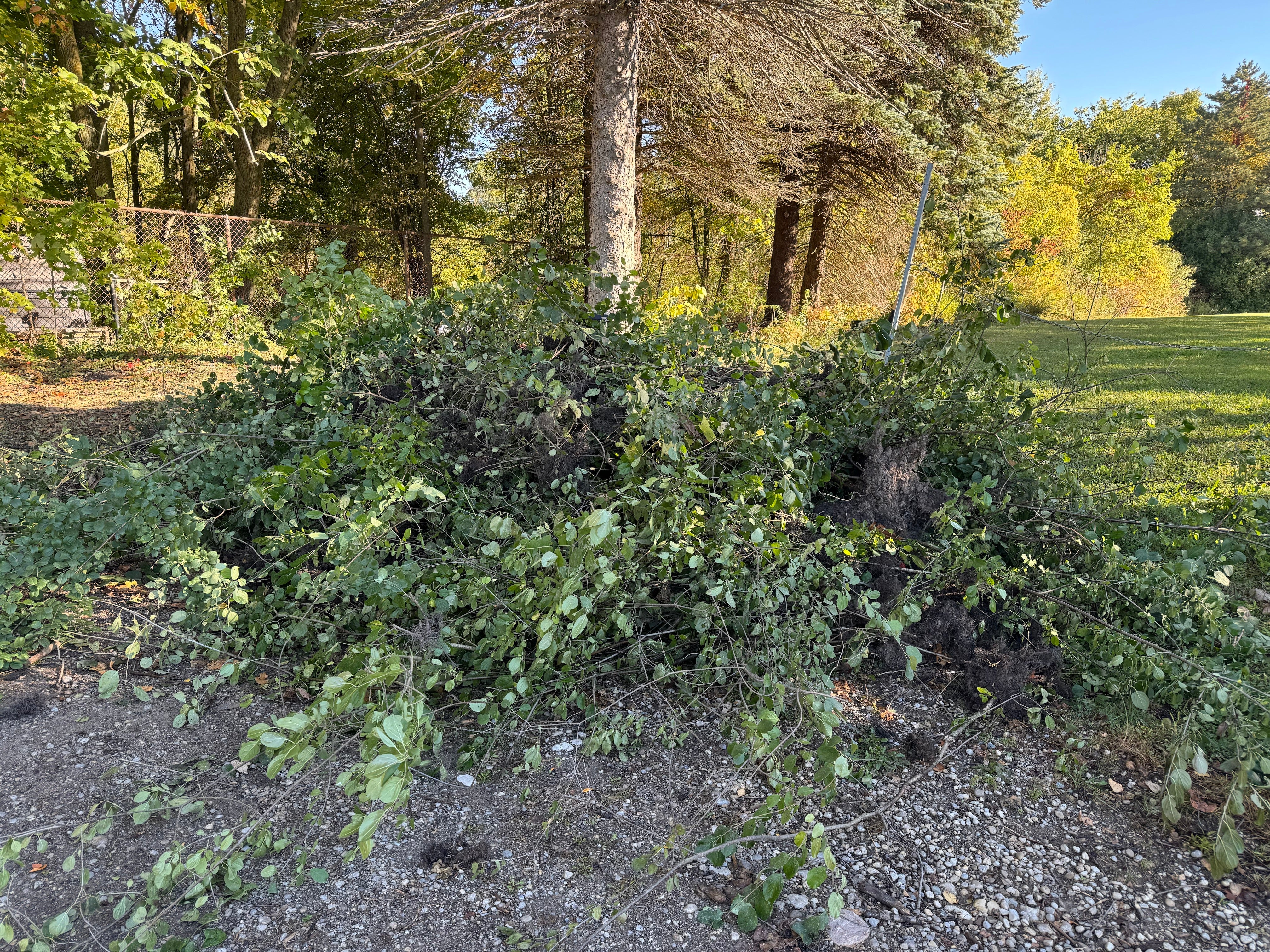 pile of pulled buckthorn on the ground