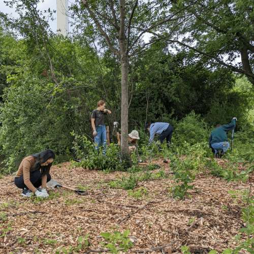 Students removing buckthorn