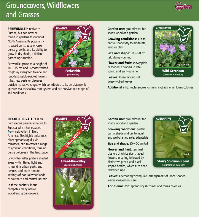 Types of groundcovers, wildflowers and grasses for gardening