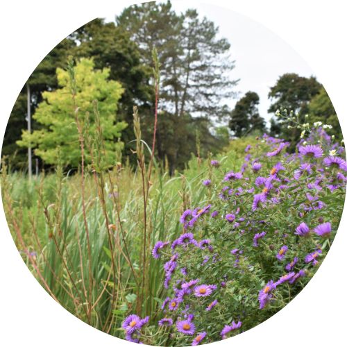 Asters in constructed wetland outside EV3