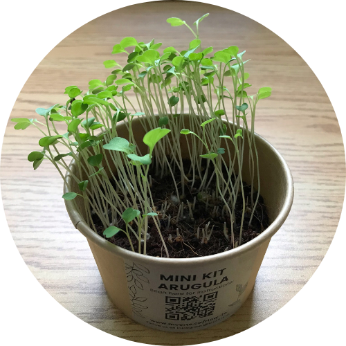 Arugula growing in a small container
