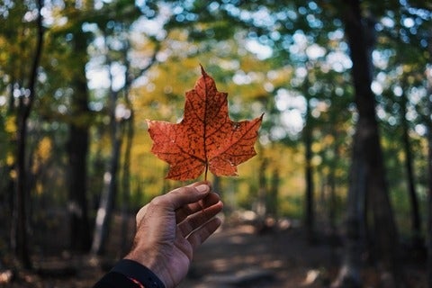 Hand Holding Up Canadian Maple Leaf 