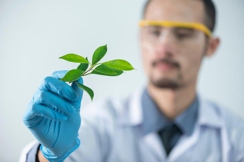 Scientist holding leaves
