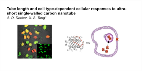 "Tube Length and Cell Type-Dependent Cellular Responses to Ultra-Short Single-Walled Carbon Nanotube", D. A. Donkor and X. S. Ta