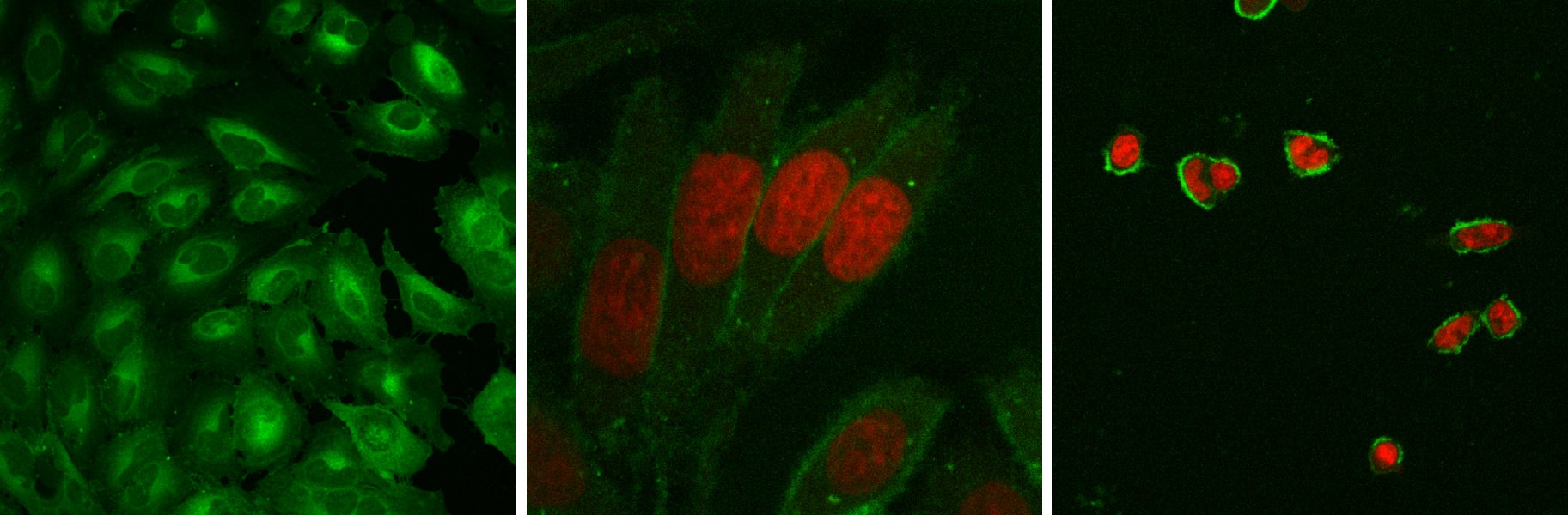 SWNT in cells (green: SWNT; red: DRAQ5 stained nucleus)