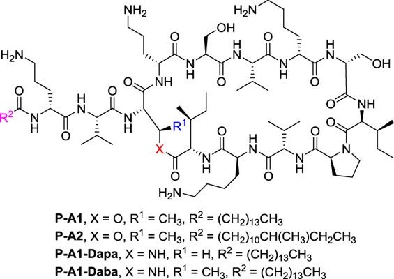 PA synthesis