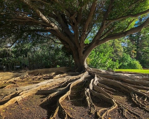 A tree with extensive root system