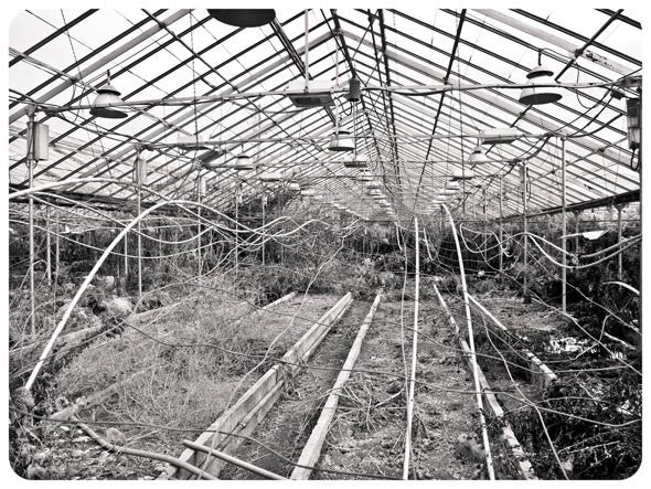 Greyscale Abandoned Greenhouse