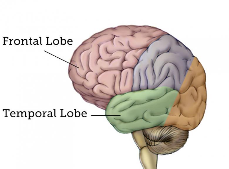 frontal and temporal lobe
