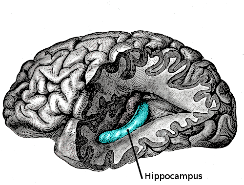 Hippocampus diagram
