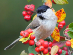 Image of a bird with berries