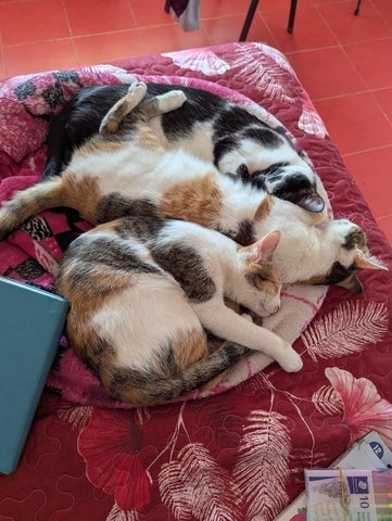 Three calico cats sleeping on a red blanket.