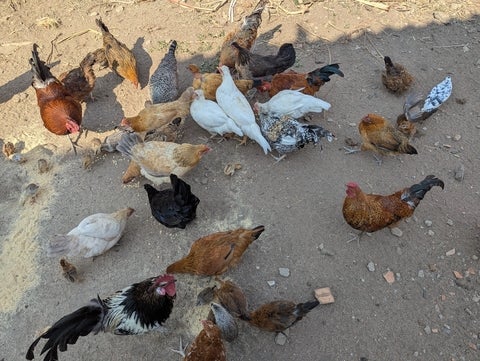 Multi-coloured chickens pecking on sand