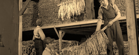 Workers Storing Cured Tobacco in a Quebec barn, 1949.