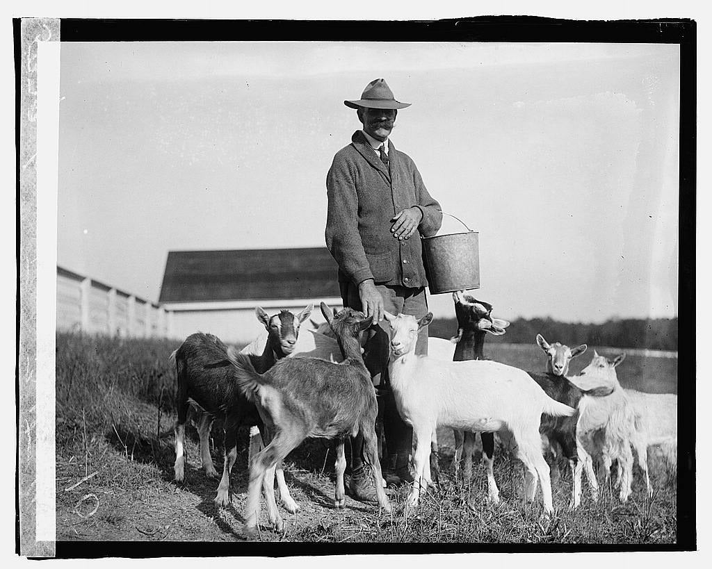 Male farmer with goats