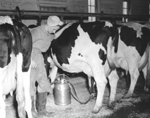 Holstein cows with a milking machine and a herdsperson