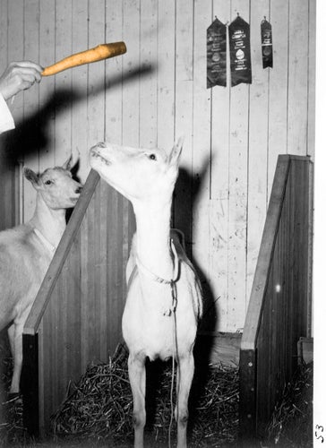Two goats in black and white with an orange carrot held by a hand.