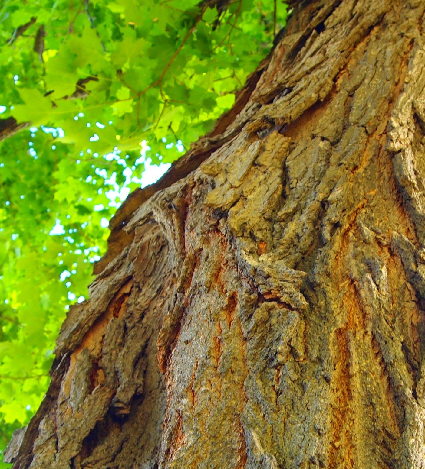 large old tree trunk and green leaves